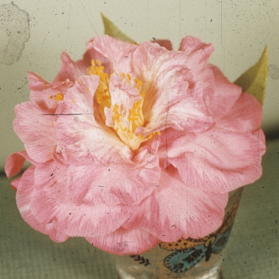 Olga leach